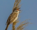 پرنده نگری در ایران - سسک نیزار بزرگ