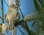 پرنده نگری در ایران - Great reed warbler سسک بزرگ نیزار