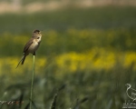 پرنده نگری در ایران - سسک نیزار