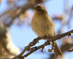 پرنده نگری در ایران - سسک درختی