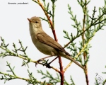 پرنده نگري - سسک درختی زیتونی - Olivaceous Warbler - Hippolais pallida