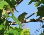 پرنده نگری در ایران - سسک درختی زرد