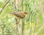 پرنده نگري - سسک بیدی - Willow Warbler - Phylloscopus trochilus