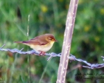 پرنده نگری در ایران - Willow Warbler