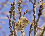 پرنده نگری در ایران - سسک چیفچاف (Common Chiffchaff)
