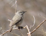 پرنده نگری در ایران - سسک بیدی کوچک