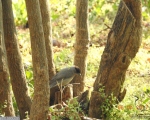 پرنده نگری در ایران - سسک سرسیاه مشغول تغذیه از آفات درخت زبان گنجشک