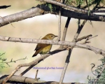 پرنده نگری در ایران - سسک باغی