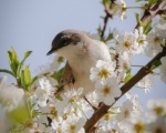 پرنده نگري - سسک گلو سفید کوچک - Small Whitethroat - Sylvia minula