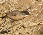 پرنده نگری در ایران - سسک سردودی