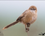 پرنده نگری در ایران - Iraq Babbler