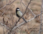 پرنده نگری در ایران - چرخ ریسک