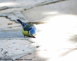 پرنده نگری در ایران - Blue Tit - چرخ ریسک سر آبی