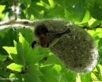 پرنده نگري - چرخ ریسک پشت بلوطی - Eurasian Penduline-tit - Remiz pendulinus