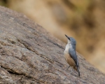 پرنده نگری در ایران - کمرکلی کوچک