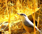 پرنده نگری در ایران - کمر کلی یا کولی کوچک