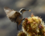 پرنده نگری در ایران - کمر کولی کوچک