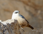 پرنده نگري - کمرکلی کوچک - Western Rock Nuthatch - Sitta neumayer
