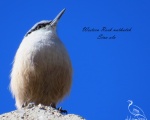 پرنده نگري - کمرکلی کوچک - Western Rock Nuthatch - Sitta neumayer