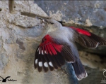 پرنده نگری در ایران - Wallcreeper female