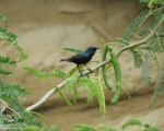 پرنده نگري - شهد خور - Purple Sunbird - Cinnyris asiaticus