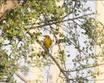 پرنده نگری در ایران - پری شاهرخ