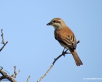 پرنده نگري - سنگ چشم پشت سرخ - Red-backed Shrike - Lanius collurio
