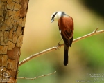 پرنده نگري - سنگ چشم پشت سرخ - Red-backed Shrike - Lanius collurio