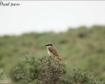 پرنده نگری در ایران - سنگ چشم دم سرخ Isabelline Shrike