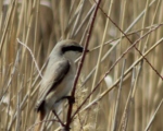 پرنده نگری در ایران - Isabelline Shrike