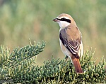 پرنده نگری در ایران - Isabelline Shrike