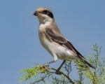 پرنده نگري - سنگ چشم خاکستری کوچک - Lesser Grey Shrike - Lanius minor