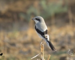 پرنده نگری در ایران - سنگ چشم خاکستری