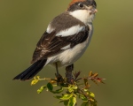 پرنده نگري - سنگ چشم سر حنایی - Woodchat Shrike - Lanius senator