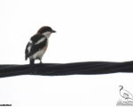 پرنده نگری در ایران - اولین رکورد سنگ چشم سرحنایی در استان البرز