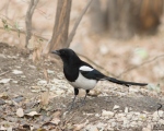 پرنده نگری در ایران - Magpie