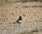 پرنده نگری در ایران - زاغی