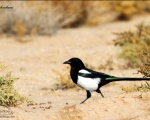 پرنده نگری در ایران - Magpie