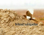 پرنده نگری در ایران - زاغی الوبینیسم