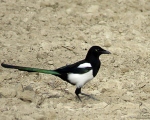 پرنده نگری در ایران - زاغی( Magpie)