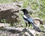 پرنده نگری در ایران - Eurasian Magpie