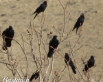 پرنده نگری در ایران - کلاغ نوک زرد
