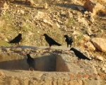 پرنده نگری در ایران - کلاغ نوک سرخ