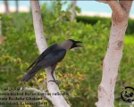 پرنده نگري - کلاغ هندی - House Crow - Corvus splendens
