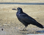 پرنده نگری در ایران - کلاغ سیاه