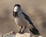 پرنده نگری در ایران - کلاغ ابلغ