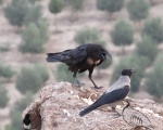 پرنده نگری در ایران - غراب گردن قهوه ای
