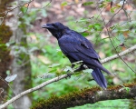 پرنده نگري - غراب - Common Raven - Corvus corax