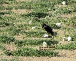 پرنده نگری در ایران - غراب- Raven