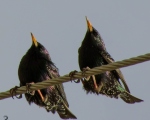 پرنده نگری در ایران - سارمعمولی